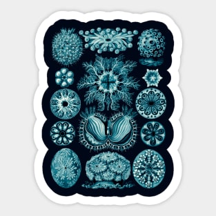 Ernst Haeckel Ascidiae Sea Squirts  Cerulean Sticker